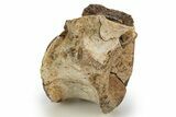 Triassic Fossil Synapsid (Dimetrodon) Vertebra - Texas #315764-1